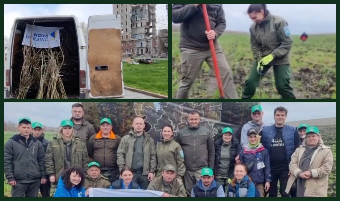 Фото – В Николаевской области высадили 2 тысячи эвакуированных деревьев