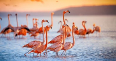 Photo – The biologist showed impressive photos of flamingos that flew to the reserve in Odesa