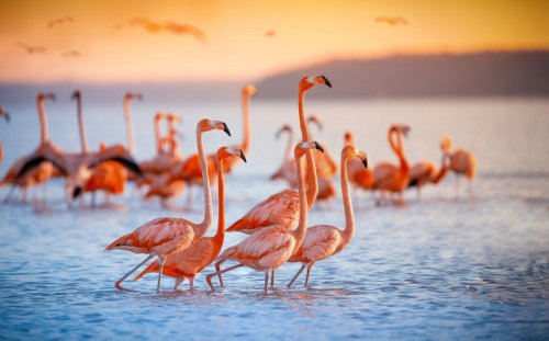 Биолог показал впечатляющие фото фламинго, прилетевших в заповедник на Одесщины