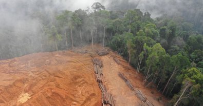 Photo – Scientists name the richest countries in the world that promote deforestation outside their borders