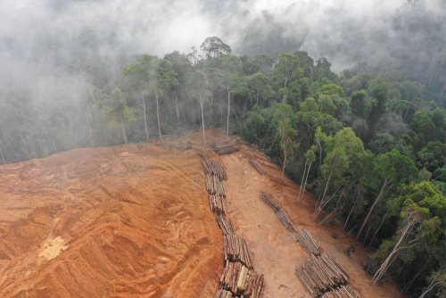 США хоче зупинити масштабну вирубку лісів Амазонії