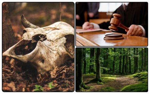 На Львовщине суд вынес приговор мужчине, который выбросил останки скота в лесу