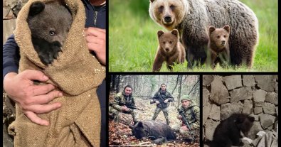 Фото – Екологи зʼясували трагічну долю мами врятованого ведмежати на Закарпатті