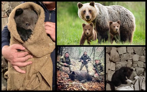 Environmentalists found out the tragic fate of the mother of the rescued bear cub in Transcarpathia