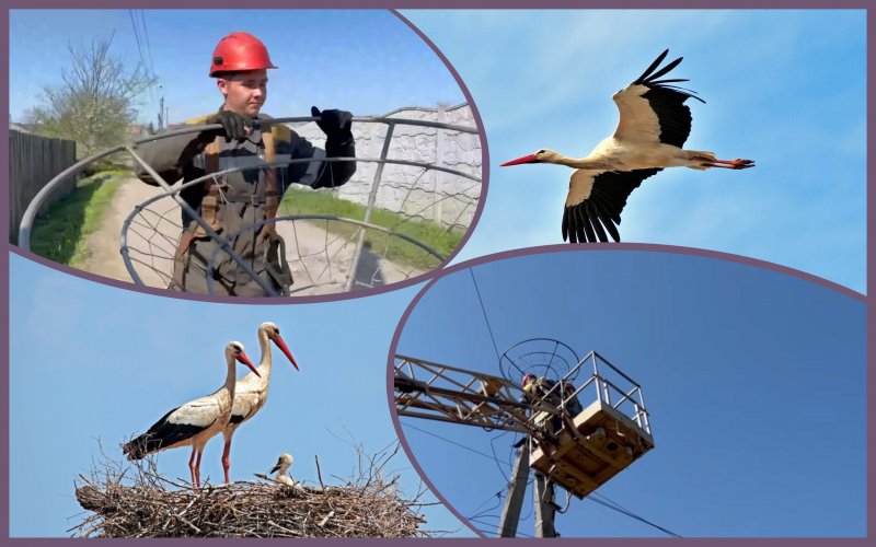 Energy workers have built nests for storks in Kyiv