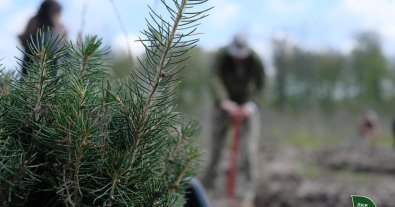 Photo – More than 100 million new trees were planted in Ukraine