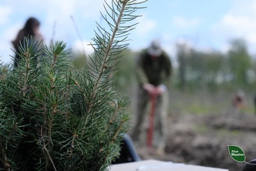 More than 100 million new trees were planted in Ukraine