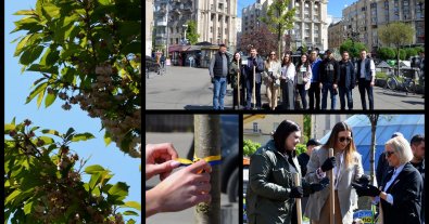 Photo – A symbolic Alley of international support for Ukraine was planted in the center of Kyiv