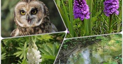 Photo – A grove of rare orchids and wild birds was taken under protection in Kyiv