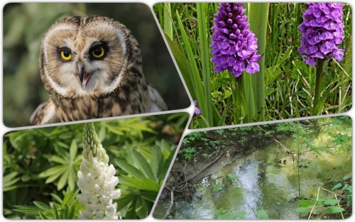 A grove of rare orchids and wild birds was taken under protection in Kyiv