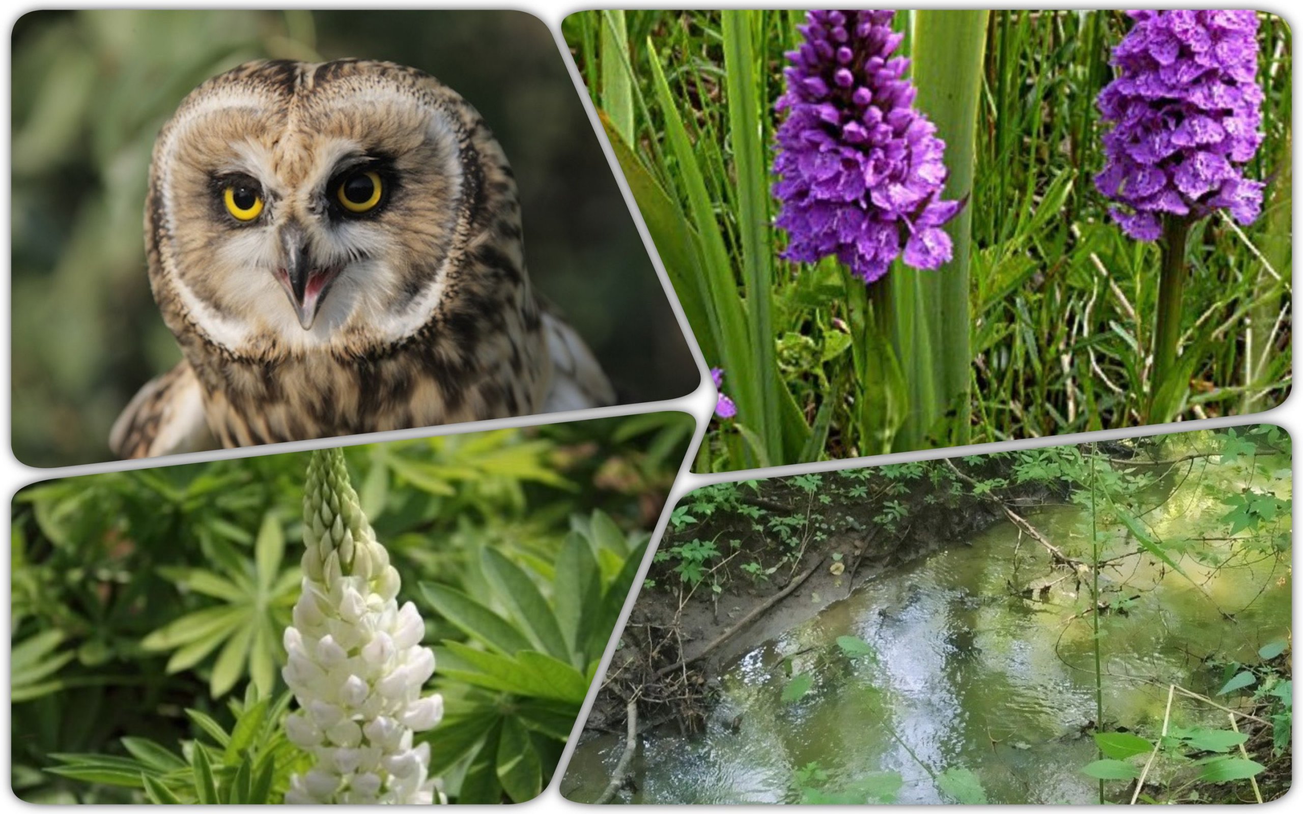 Photo – A grove of rare orchids and wild birds was taken under protection in Kyiv