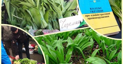 Фото – В Україні заборонено продавати черемшу: які штрафи загрожують