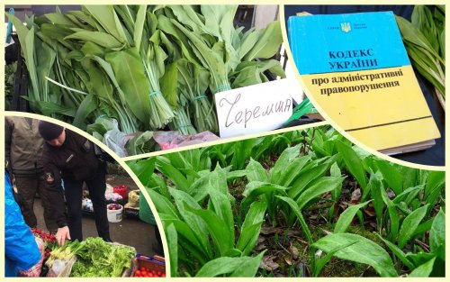 It is forbidden to sell cheremsha in Ukraine: what fines are at stake