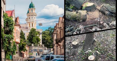 Photo – 350 trees were cut down on the outskirts of Uzhhorod