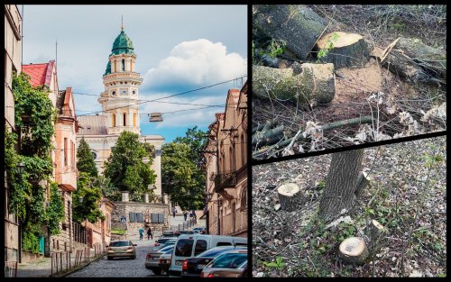 На околиці Ужгорода зрубали 350 дерев