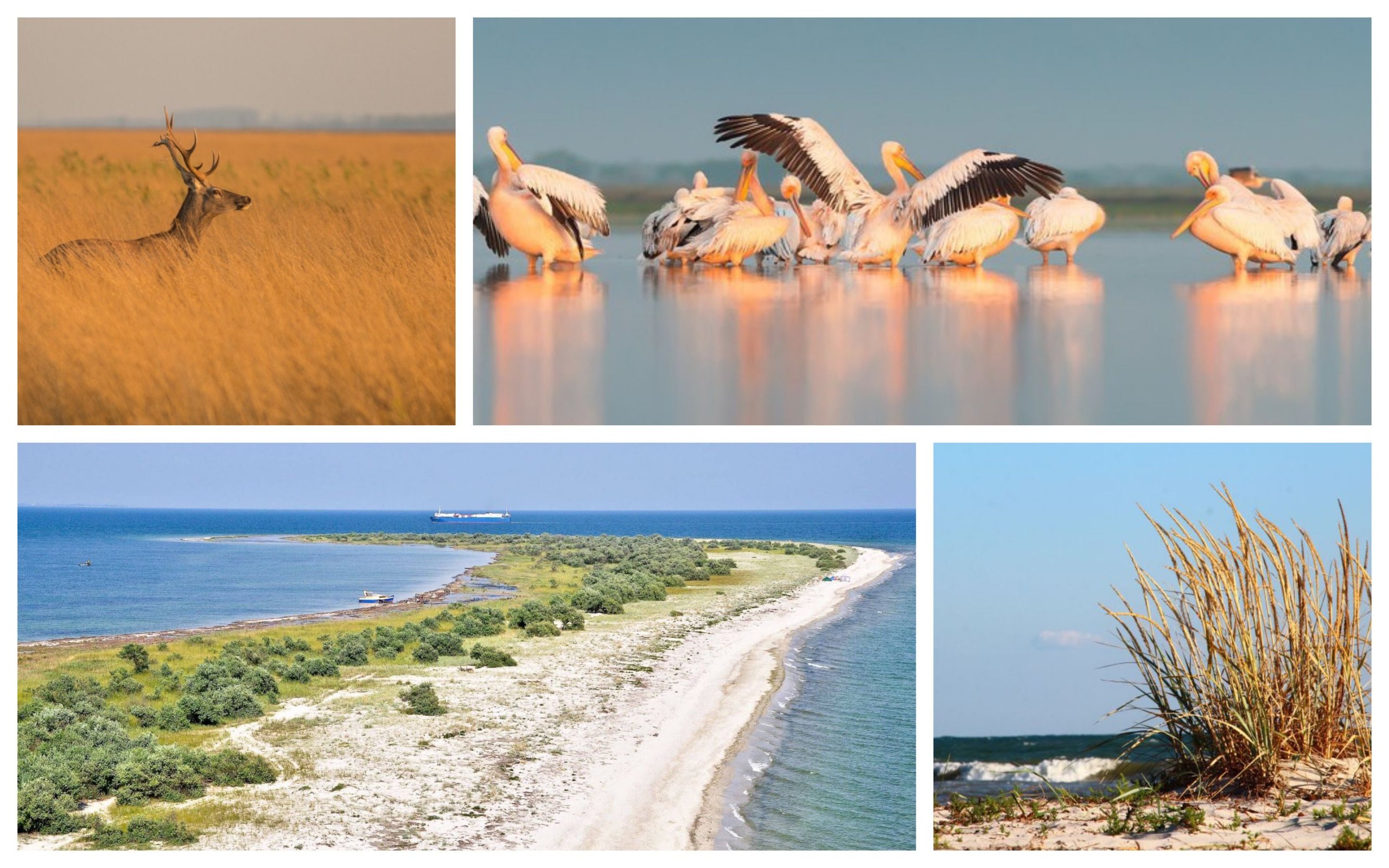 Photo – The occupiers turned the protected island of the Kherson region into a military base