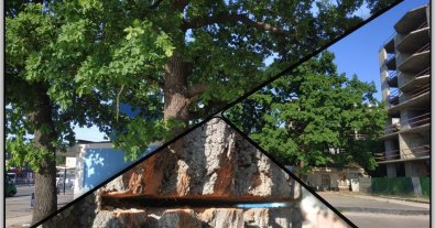 Photo – A scandal over the felling of 200-year-old oaks erupted in Kyiv
