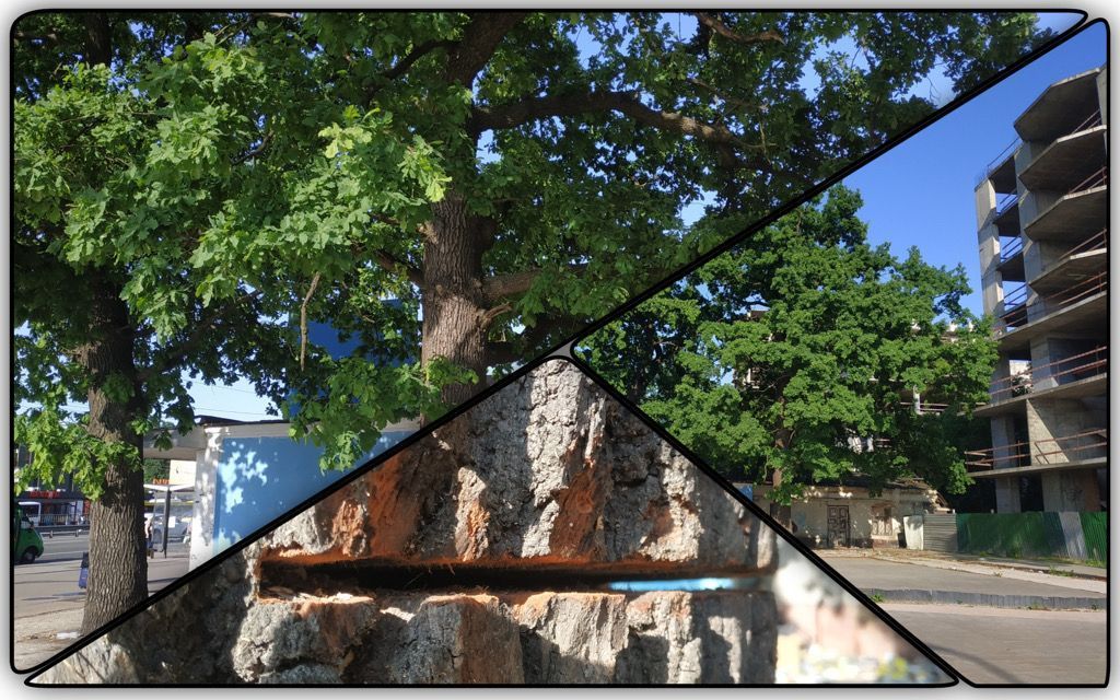 Photo – A scandal over the felling of 200-year-old oaks erupted in Kyiv