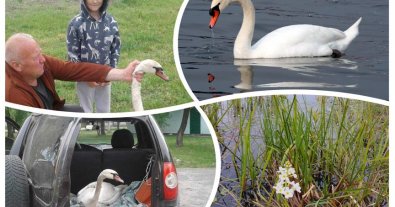 Photo – A wounded swan was rescued in Volyn