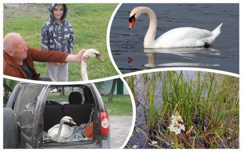A wounded swan was rescued in Volyn