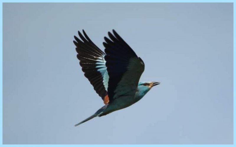 На узбережжі Чорного моря поселилися тропічні птахи: вражаючі фото