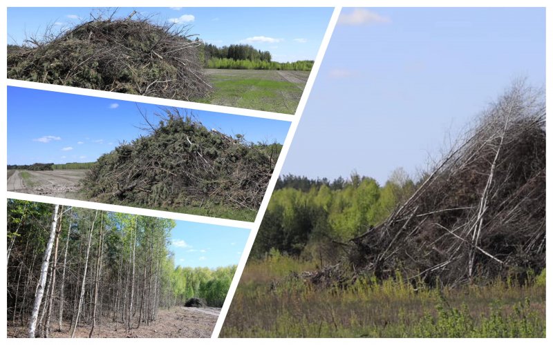 На Черниговщине уничтожили 30 гектаров дикого леса
