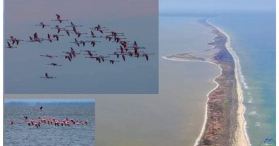 Photo – The ecologist showed impressive photos of 200 flamingos on the protected lakes of Odesa