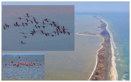 Еколог показав вражаючі фото 200 фламінго на заповідних озерах Одещини