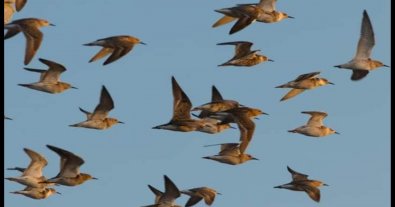 Photo – 10,000 rare birds flew to the protected lakes of Odesa: impressive photos