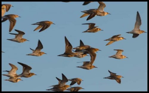 На заповедные озера Одесщины слетелось 10 тысяч редких птиц: впечатляющие фото