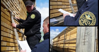 Photo – The scheme of illegal export of wood abroad was revealed in Transcarpathia