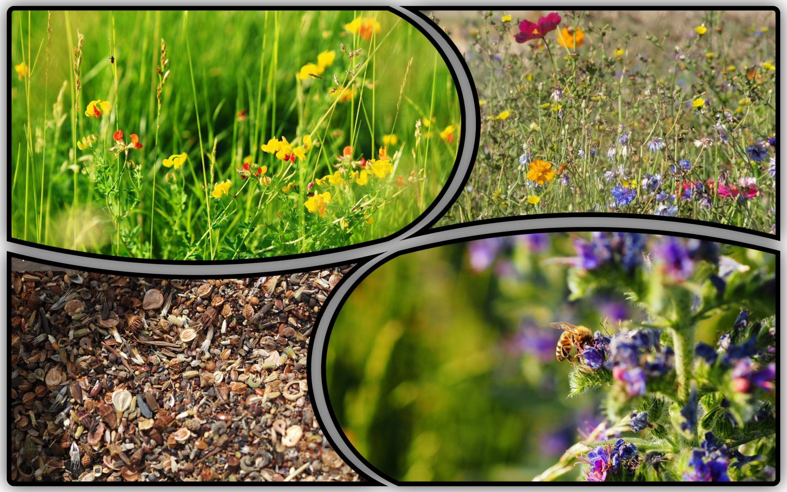 Photo – For the first time, decorative meadows will be installed instead of lawns in Vinnytsia
