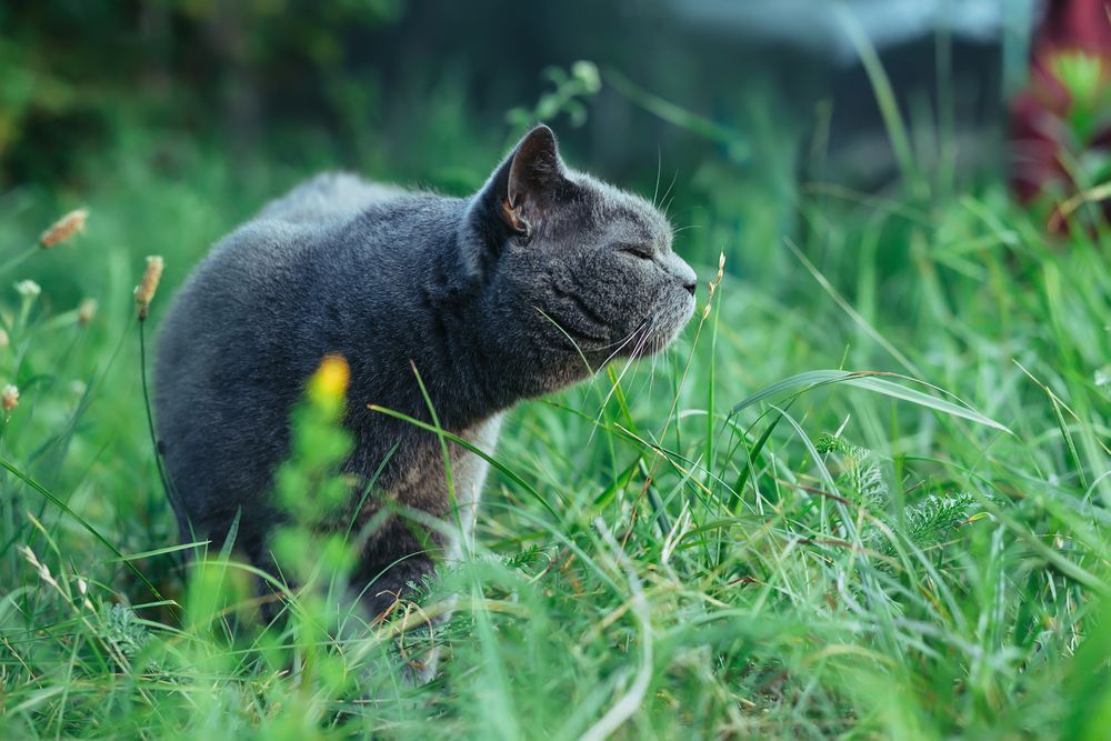 Photo – Ukrainian communities refuse to mow grass amid abnormal heat