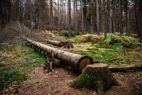 A forest farm cut down healthy trees under the guise of sanitary felling in the Lviv region