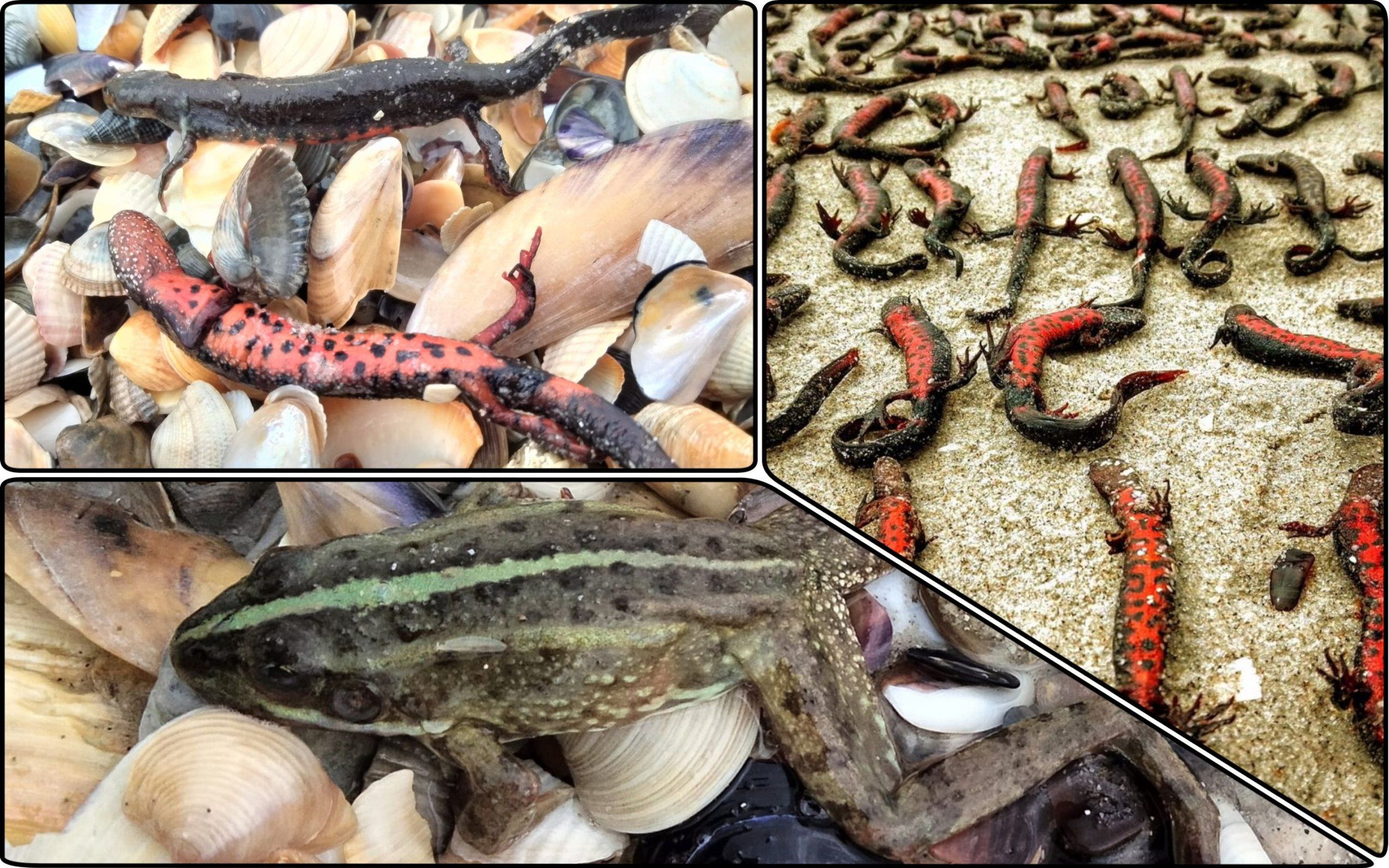 Photo – The "big water" carried tens of thousands of rare amphibians to the coast of Odesa