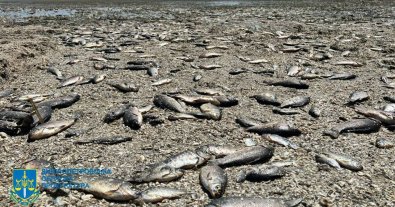 Фото – Прокуратура почала розслідувати екоцид щодо масового мору риби у Каховському морі