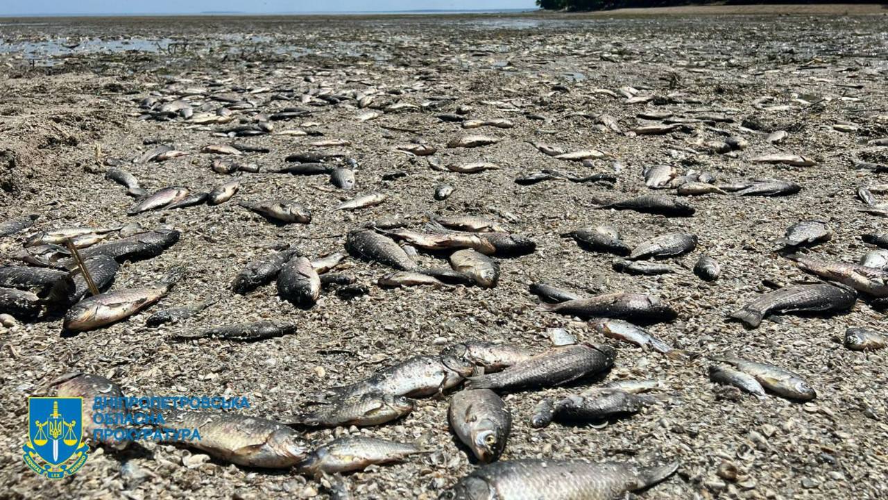 Photo – The prosecutor's office began investigating ecocide in connection with the mass killing of fish in the Kakhovske Sea
