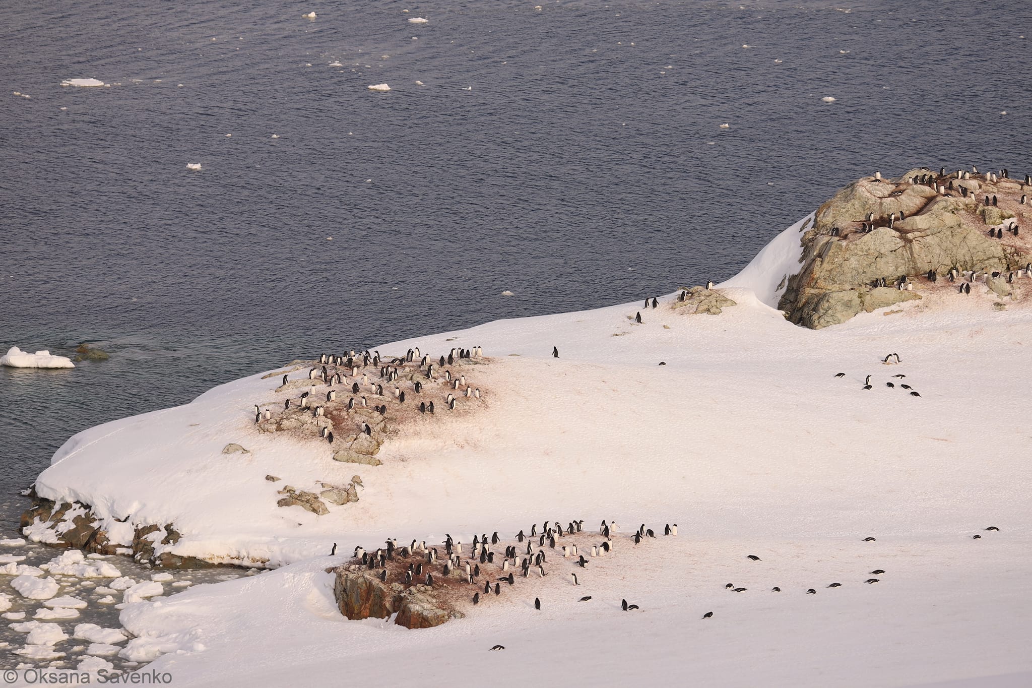 facebook.com/AntarcticCenter