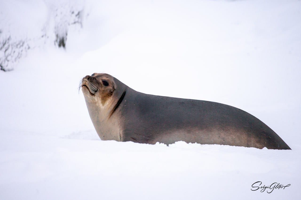facebook.com/AntarcticCenter