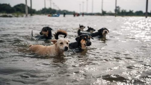 От Кабмина требуют обеспечить эвакуацию животных из зоны подтопления Каховской ГЭС