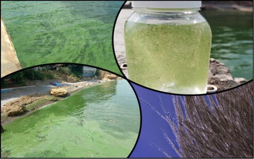 The sea turned into a toxic green liquid in Odessa. Photo