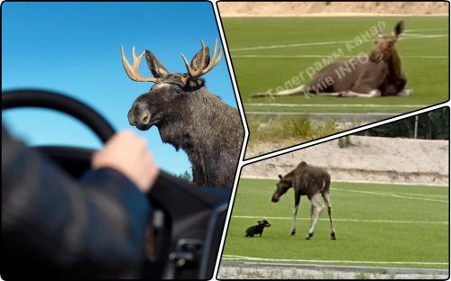 A red-listed elk was hit by a car to death in Kyiv