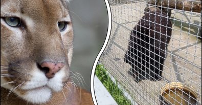 Фото – На Закарпатті приватний зоопарк звинуватили у знущанні з тварин