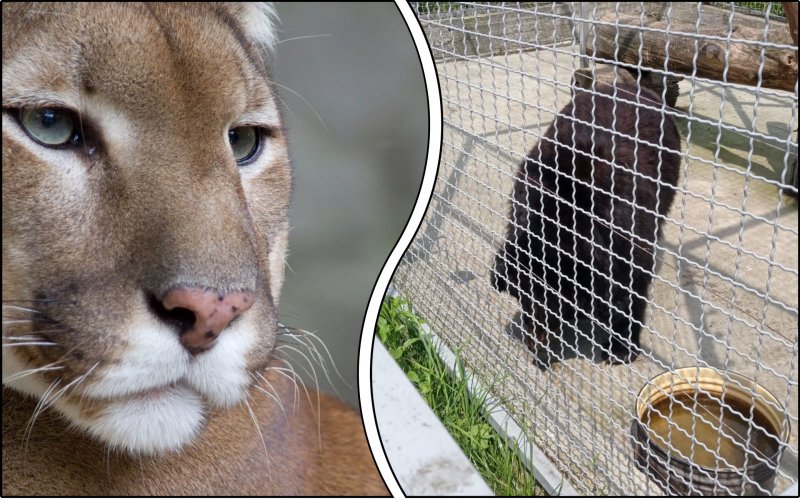 На Закарпатті приватний зоопарк звинуватили у знущанні з тварин