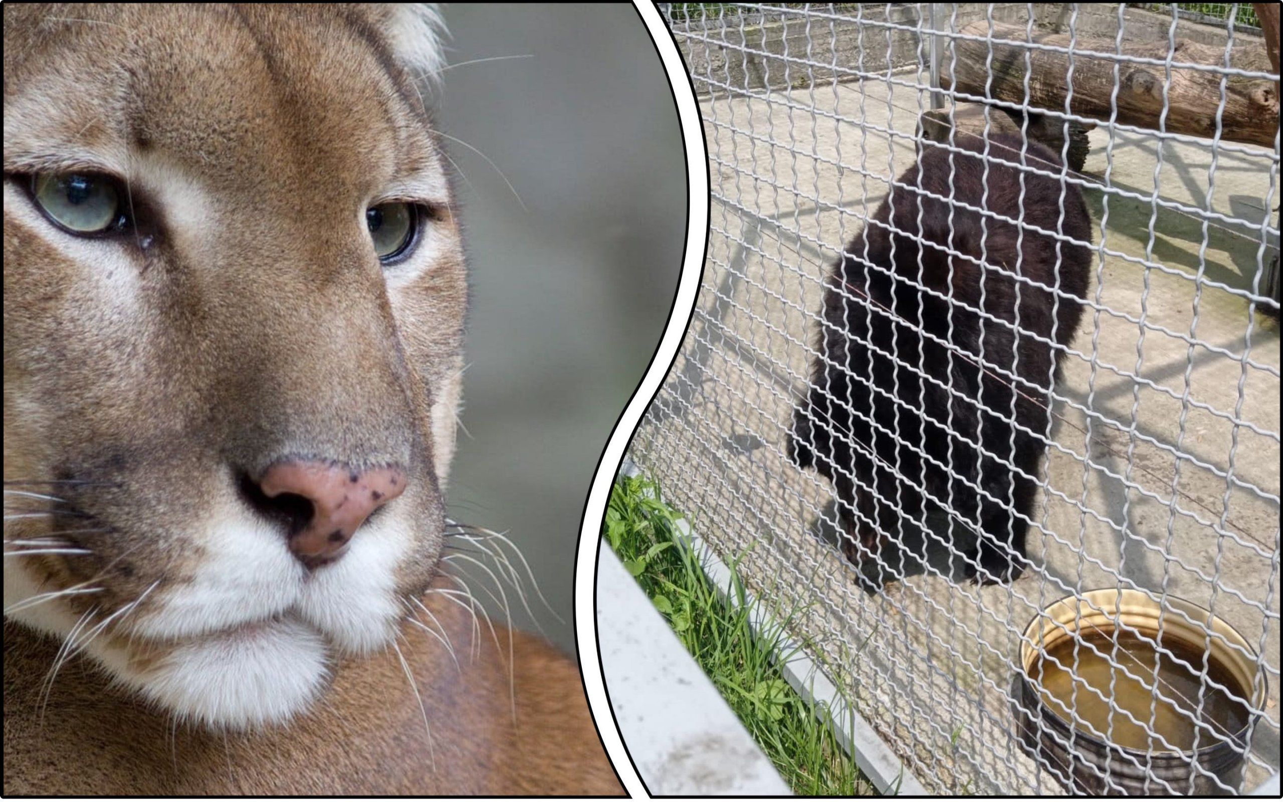 Photo – A private zoo was accused of abusing animals in Transcarpathia