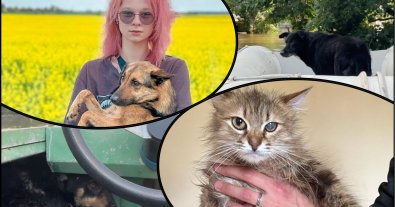 Photo – "I want a dog only from Kherson": animal rights activists complained about the cynicism of Ukrainians
