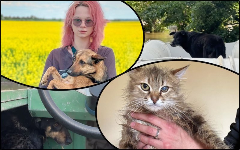 "Хочу собаку только из Херсона": зоозащитники пожаловались на цинизм украинцев