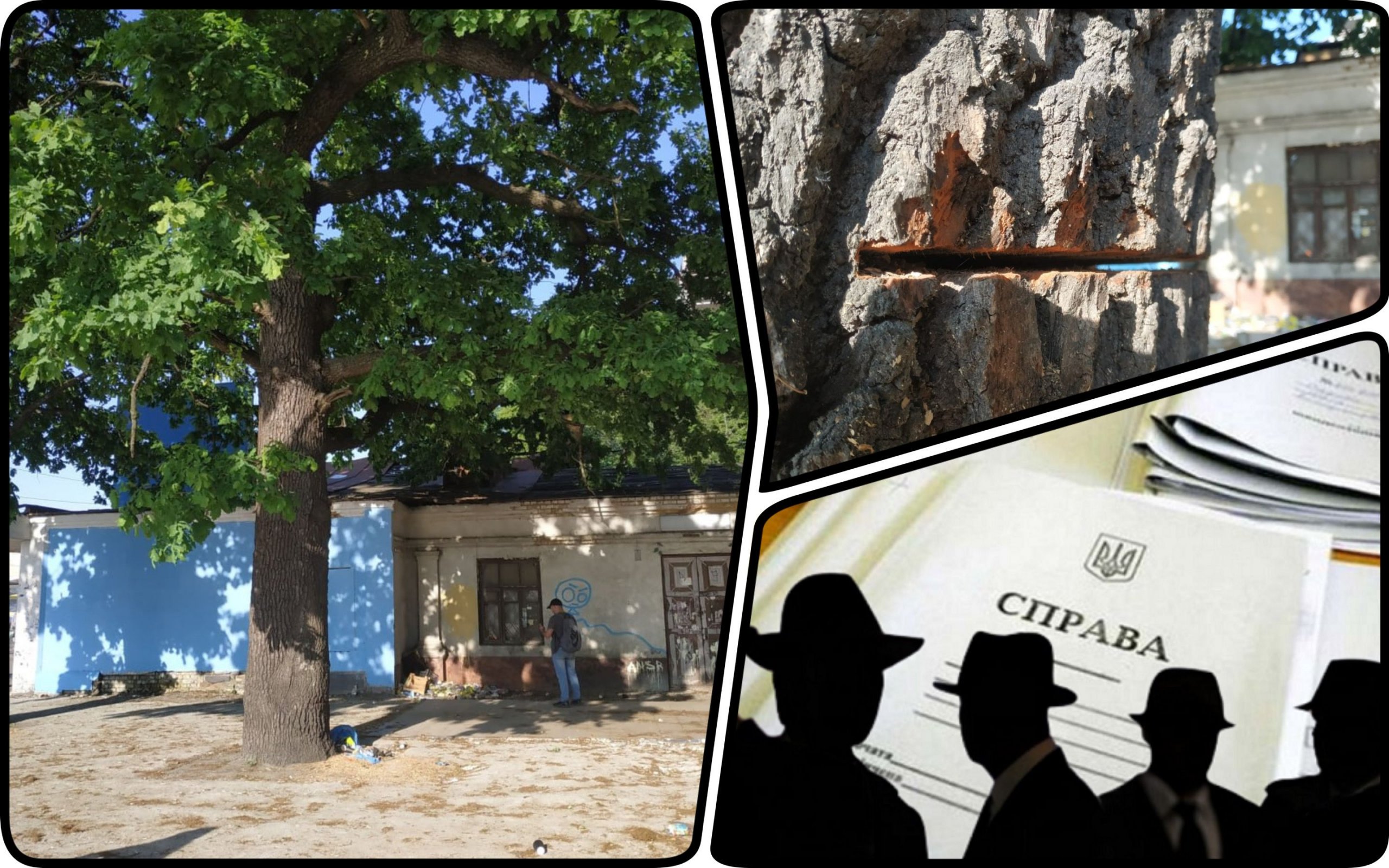 Photo – A criminal case for an attempt to destroy ancient oaks was opened in Kyiv