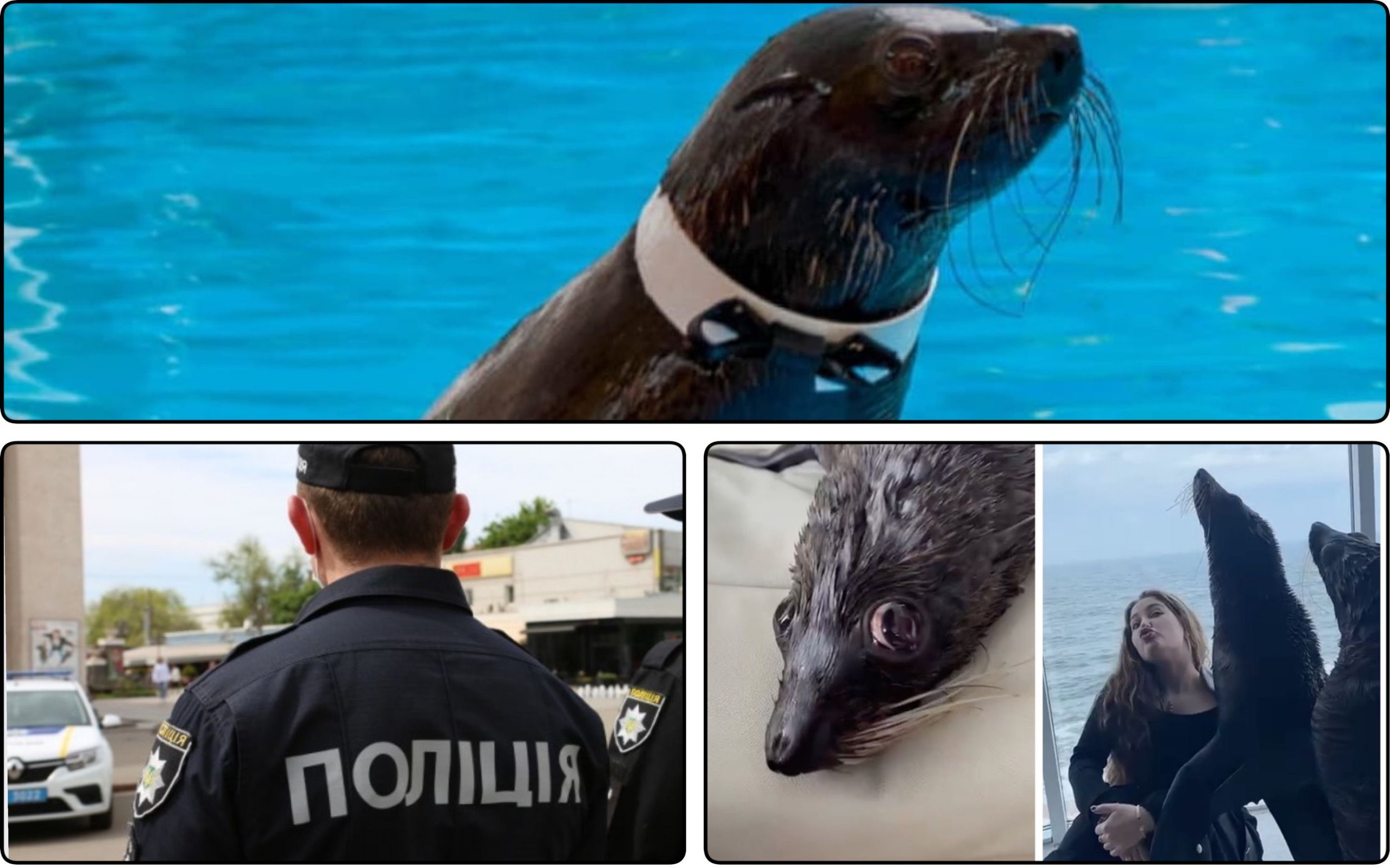 Photo – The police "closed their eyes" on the cruelty to the creatures in the scandalous dolphinarium – zookeepers