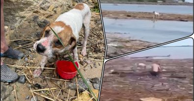 Фото – Очі повні болю: собака з Херсону сам доплив до Одещини